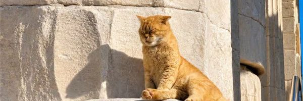 GFF26 - Acropolis Cats - Palace Web Banner.jpg